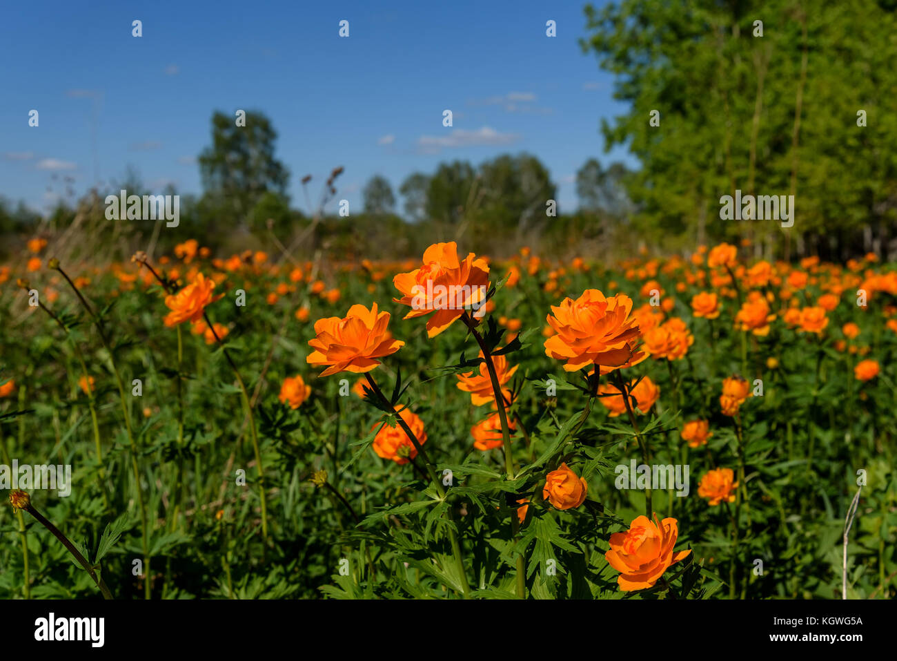 Beautiful bright landscape of a variety of flowers of Trollius asiaticus on a meadow among the birchs in a sunny day Stock Photo