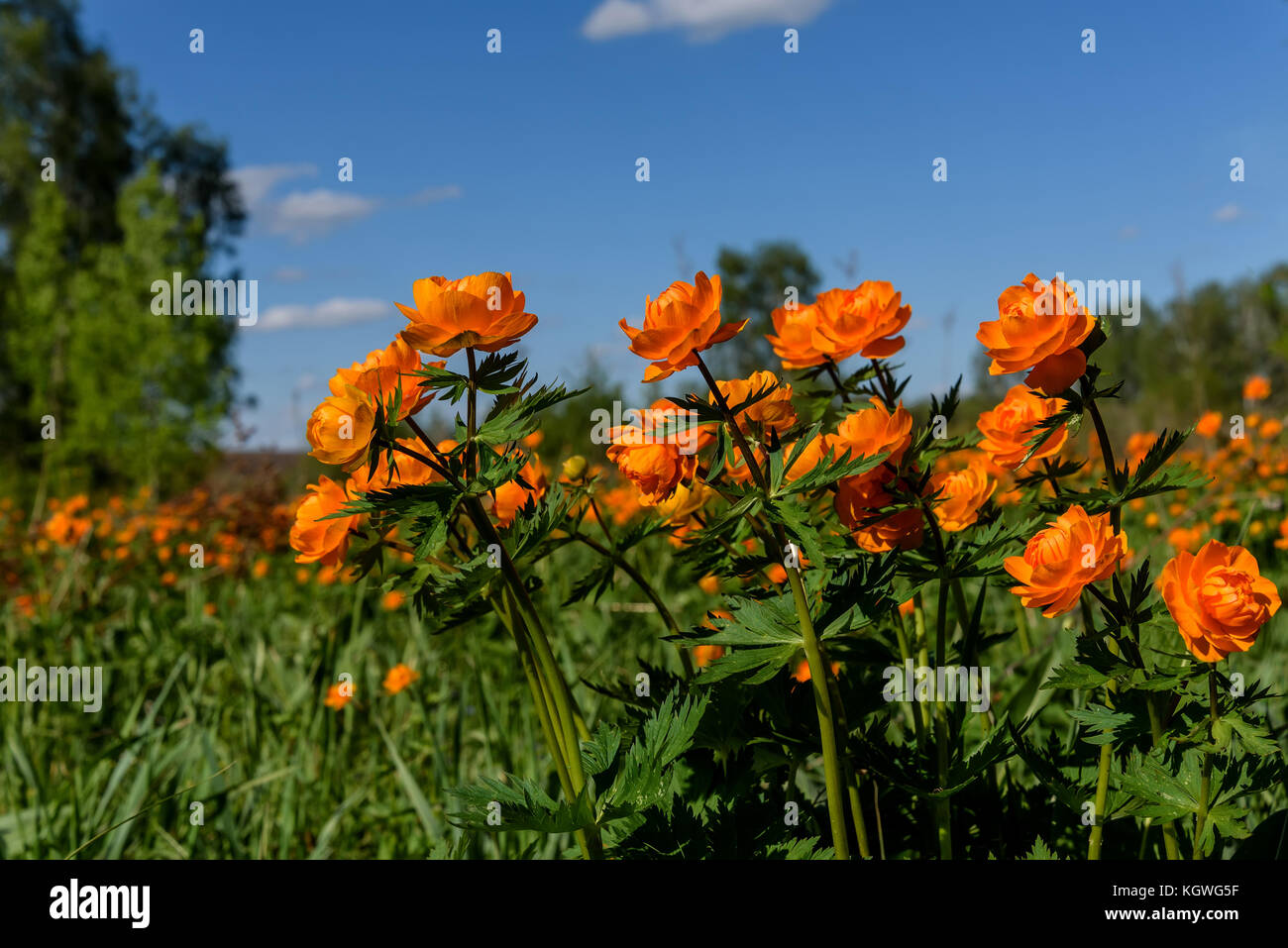 A lot of bright orange flowers of Trollius asiaticus on a meadow among the birchs in a sunny summer day Stock Photo