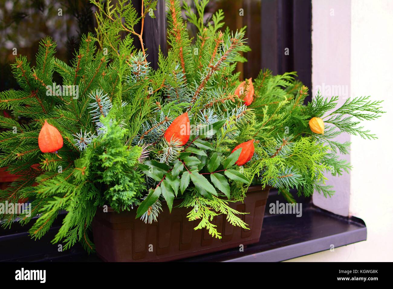 Winter natural house decoration with coniferous branches in a pot on a windowsill. Stock Photo