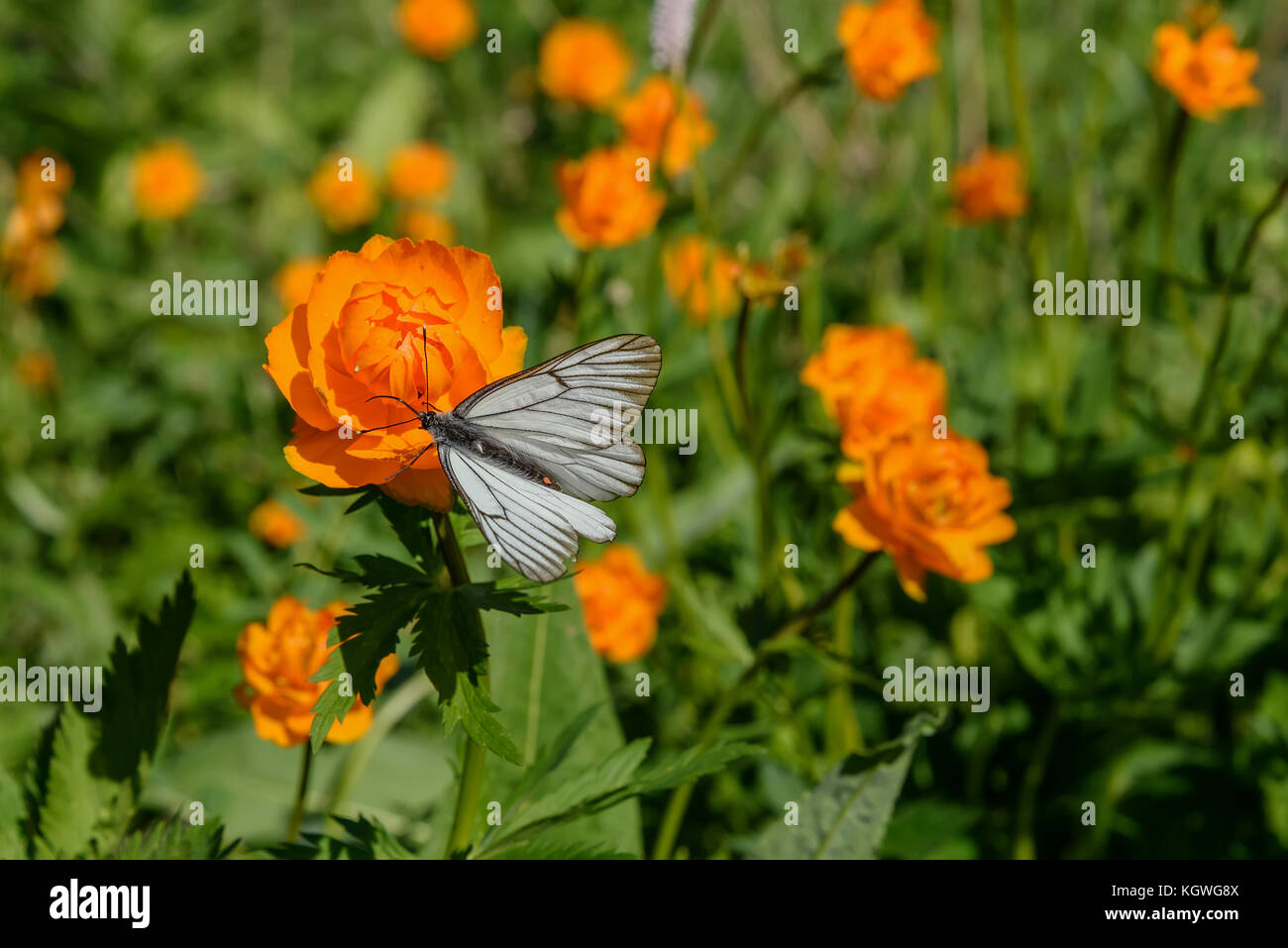Beautiful bright floral background with butterfly sitting on a orange flower of Trollius asiaticus on green meadow Stock Photo