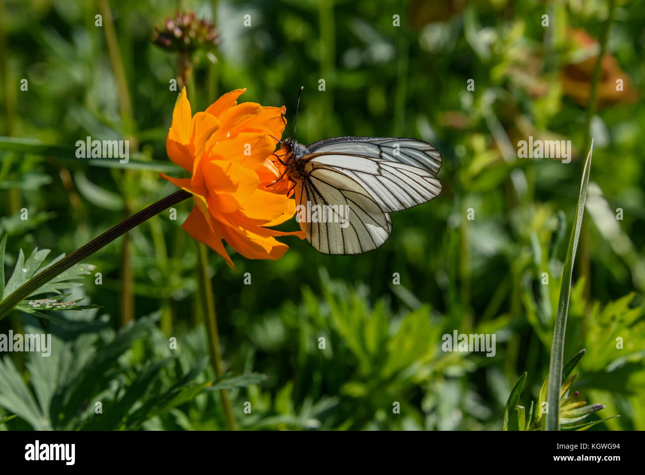 Beautiful bright floral background with butterfly sitting on a orange flower of Trollius asiaticus on green meadow Stock Photo