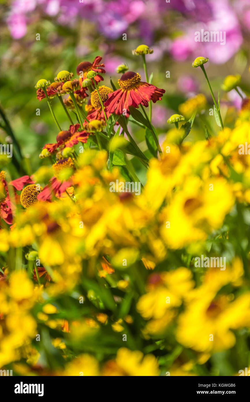 Red, yellow and pink flowers on a colorful meadow in summer Stock Photo ...
