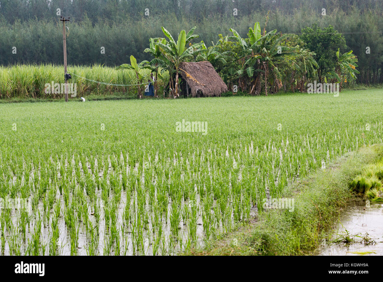 Tamil nadu monsoon hi-res stock photography and images - Alamy