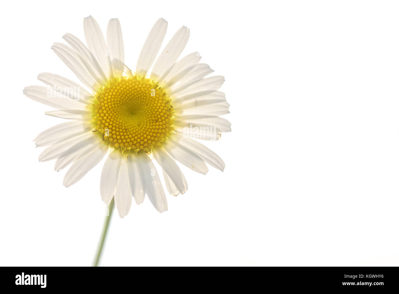 Beautiful floral natural background with white daisy flower close up on a light background Stock Photo