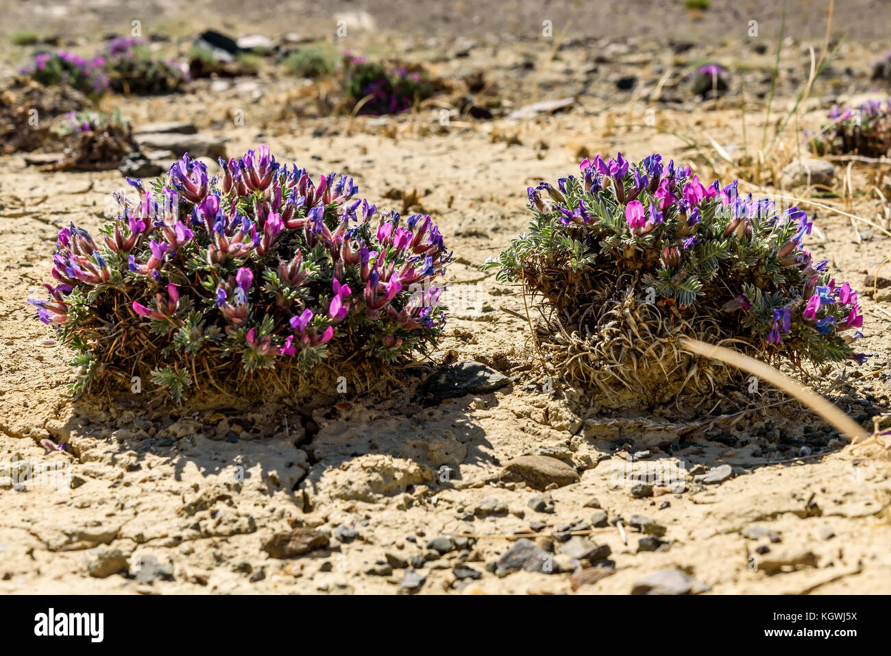 Scenic view with bushes of blue and pink flowers Dracocephalum on a background of dry ground with cracks on a sunny summer day Stock Photo