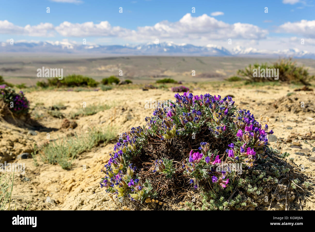 Scenic steppe desert landscape with a large bush of pink and blue flowers Dracocephalum on a background of mountains, blue sky and clouds on a sunny d Stock Photo