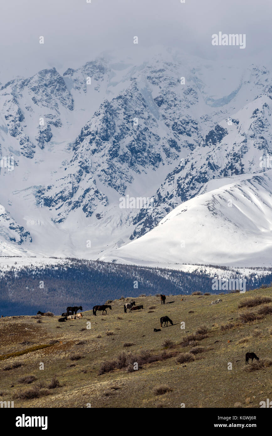 Scenic view with the beautiful mountains with snow and glaciers, and a herd of horses grazing on a hillside with sparse vegetation Stock Photo