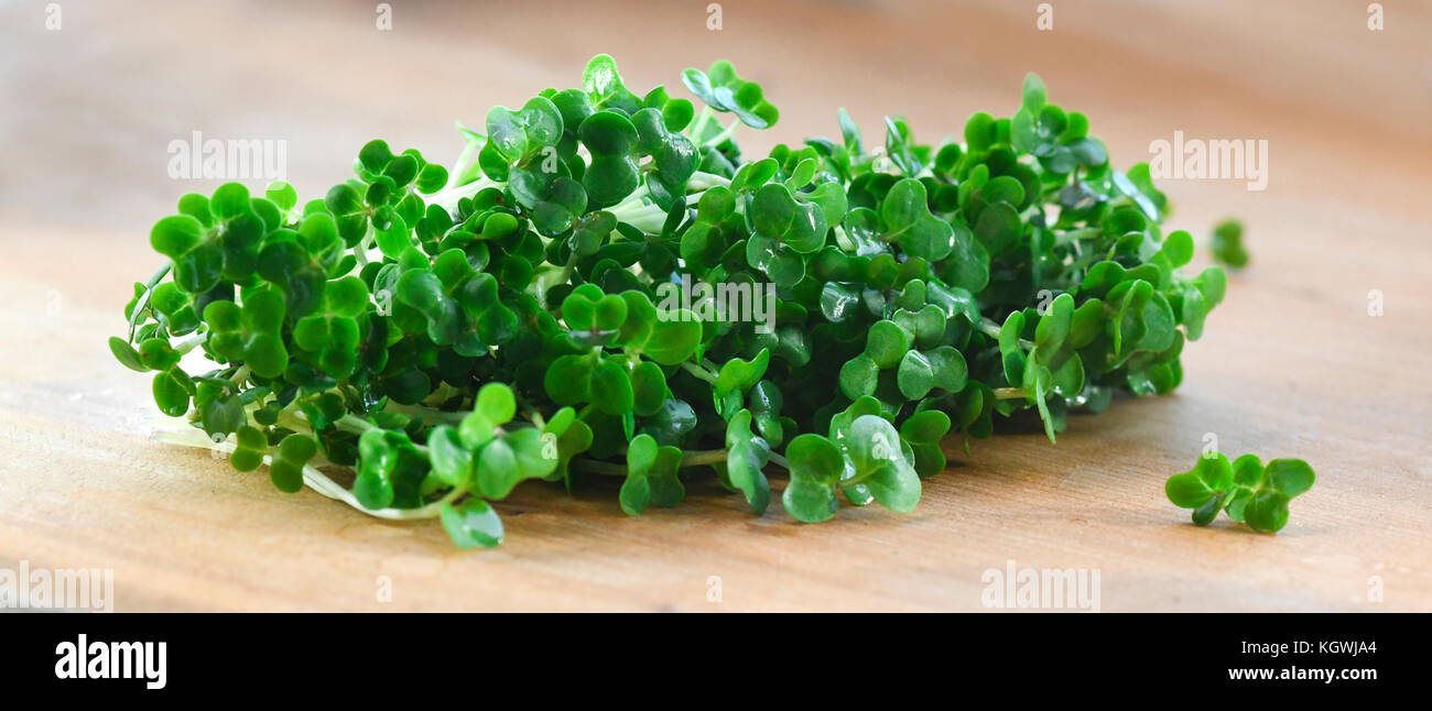 herb banner showing fresh organic mustard and cress,used for salads and plant based meals a herb with health benefits , shot in a selective focus with Stock Photo