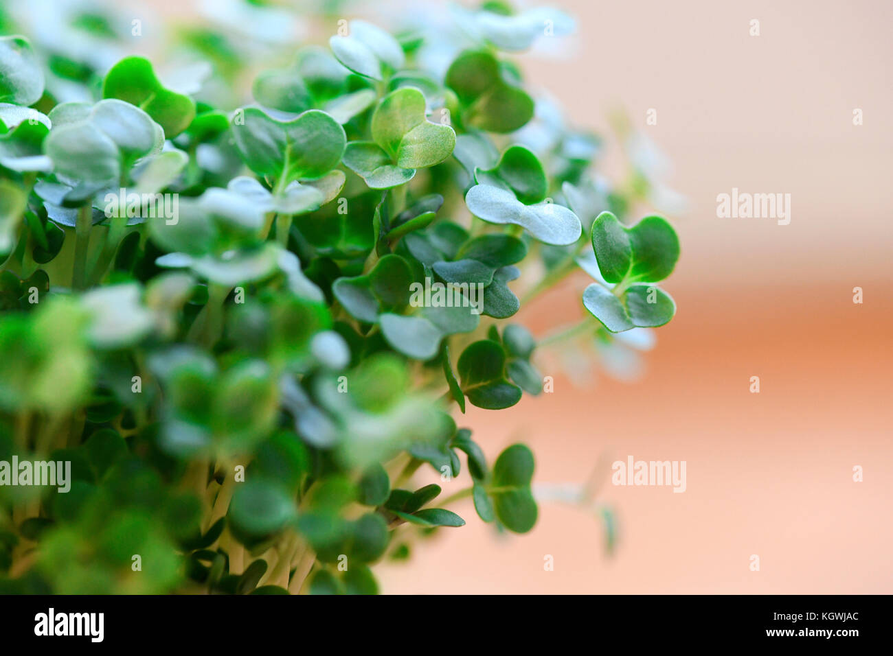macro image of organic cress used for salads and plant based meals a herb with health benefits , shot in a selective focus with copy space Stock Photo