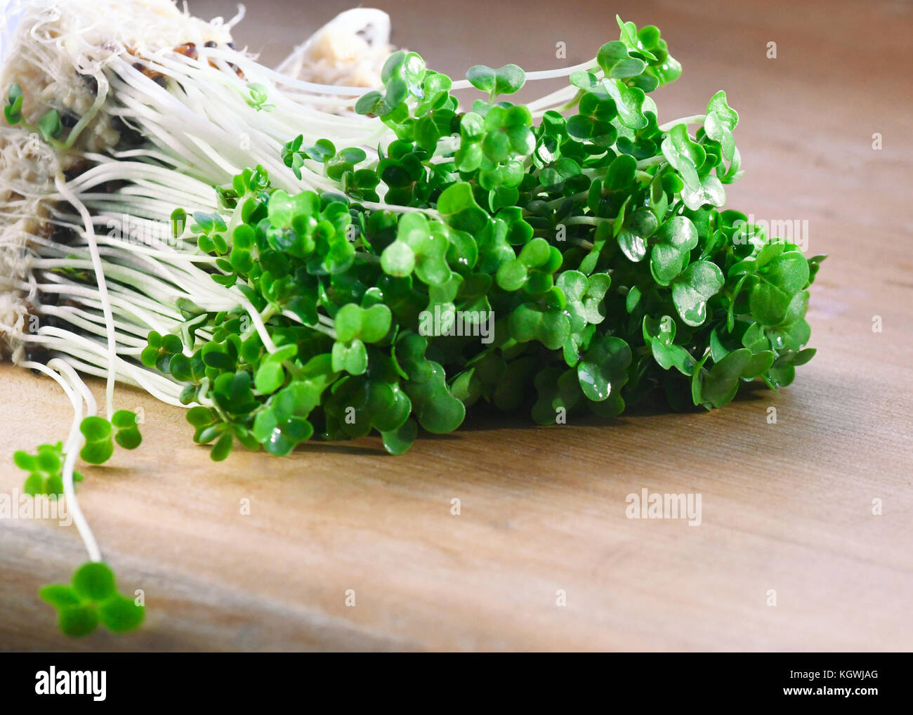 macro of rooted organic cress used for salads and plant based meals a