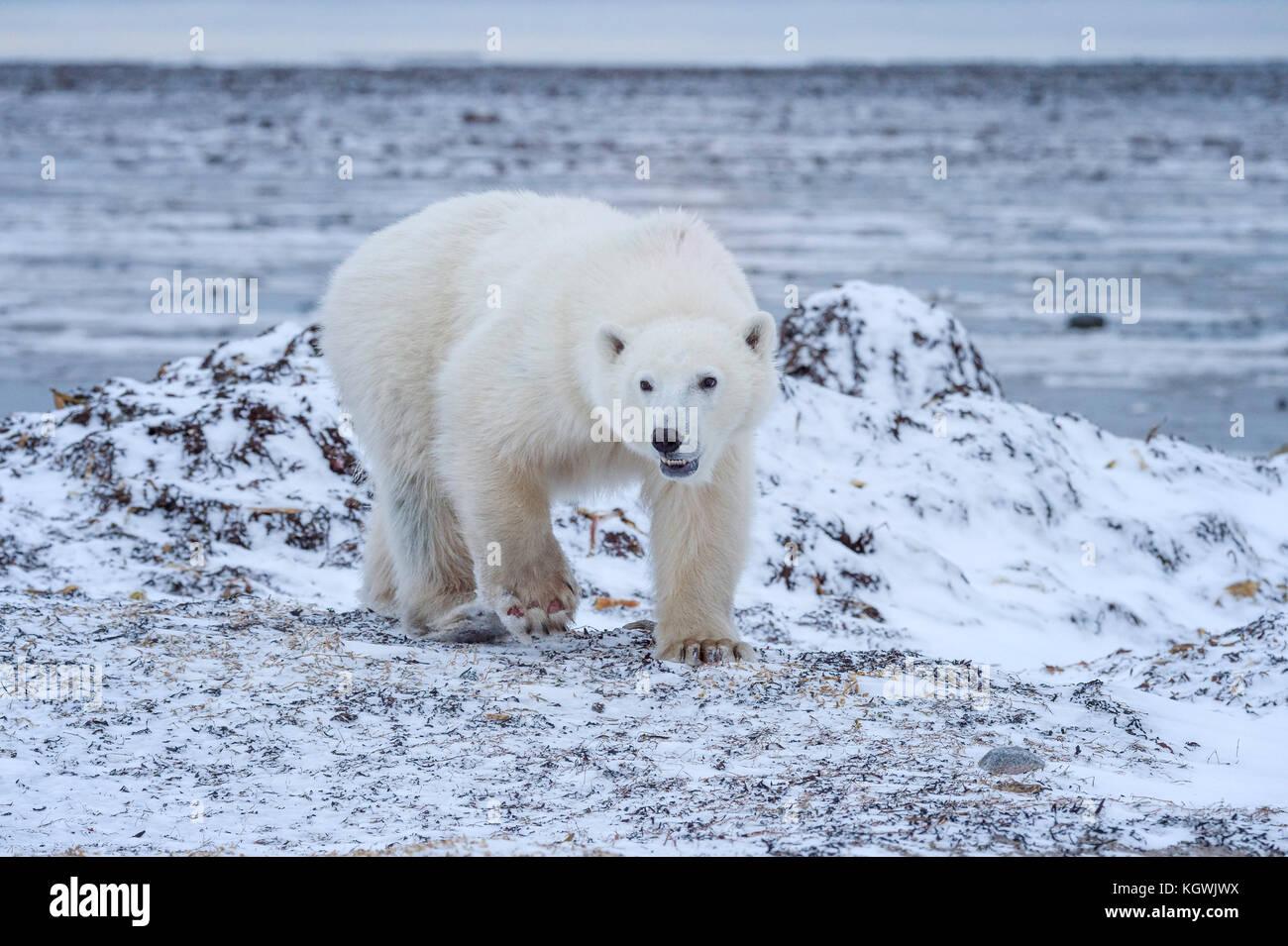 Polar Bear on Hudson Bay Waiting For Ice Stock Photo