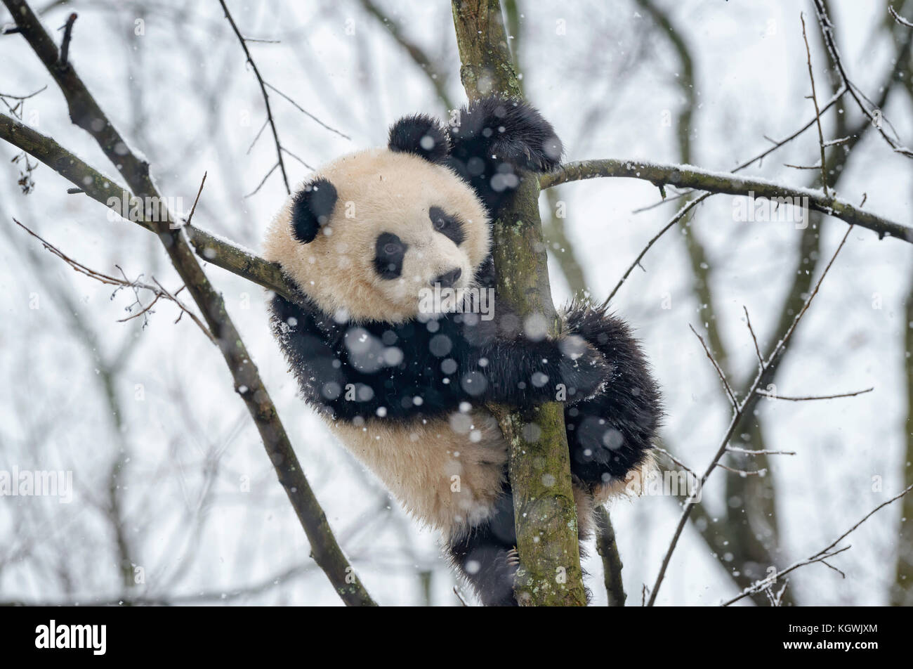 Giant Panda Cub In Tree In The Snow Stock Photo