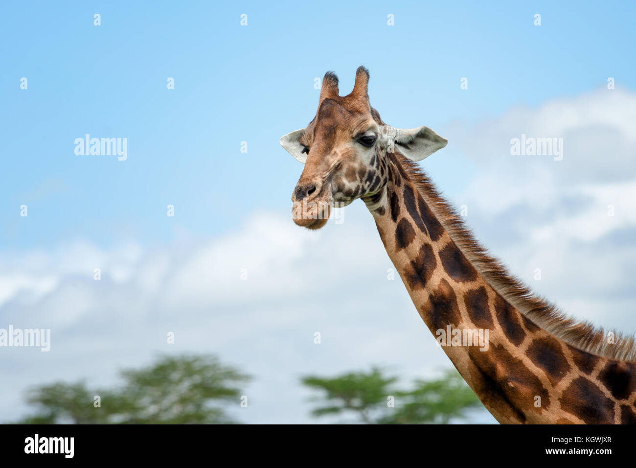 Head and neck of a giraffe looking into camera against a blue sky. Stock Photo