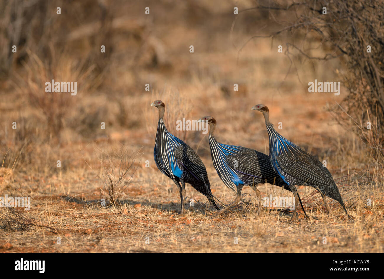 Three Vulturine Guineafowl Standing in Landscape Stock Photo