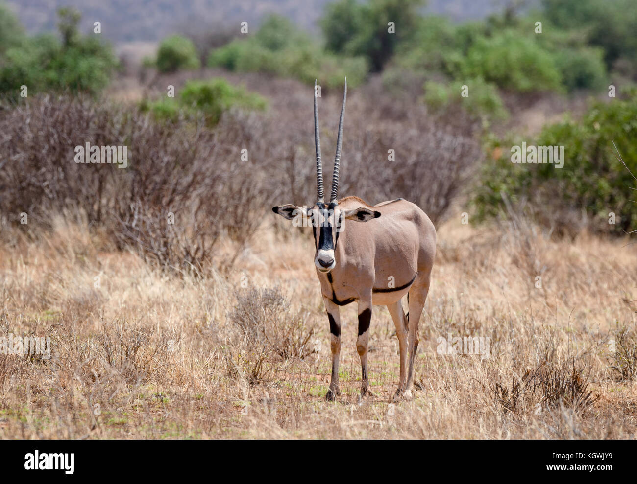 A Gemsbok standing in a dry, bushy area. Stock Photo