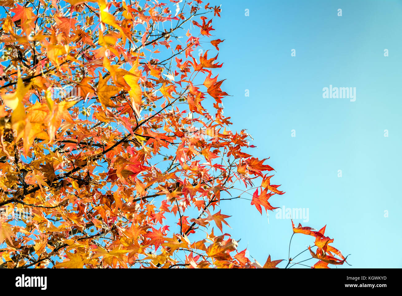 tree branches with yellow leaves in autumn and blue sky Stock Photo - Alamy