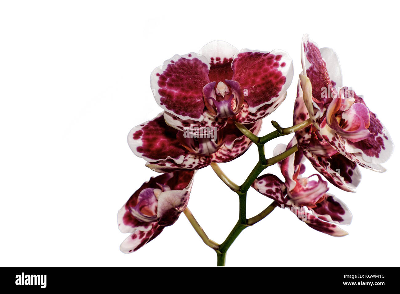 Beautiful floral background with burgundy orchid flowers with a white border and spotted closeup isolated on white background Stock Photo