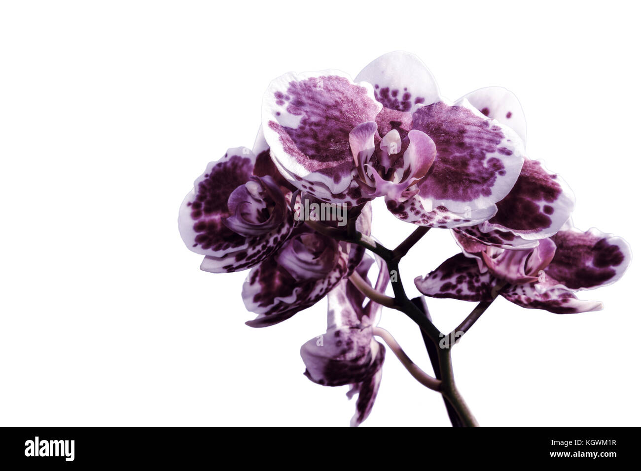 Beautiful floral background with burgundy orchid flowers with a white border and spotted closeup isolated on white background Stock Photo