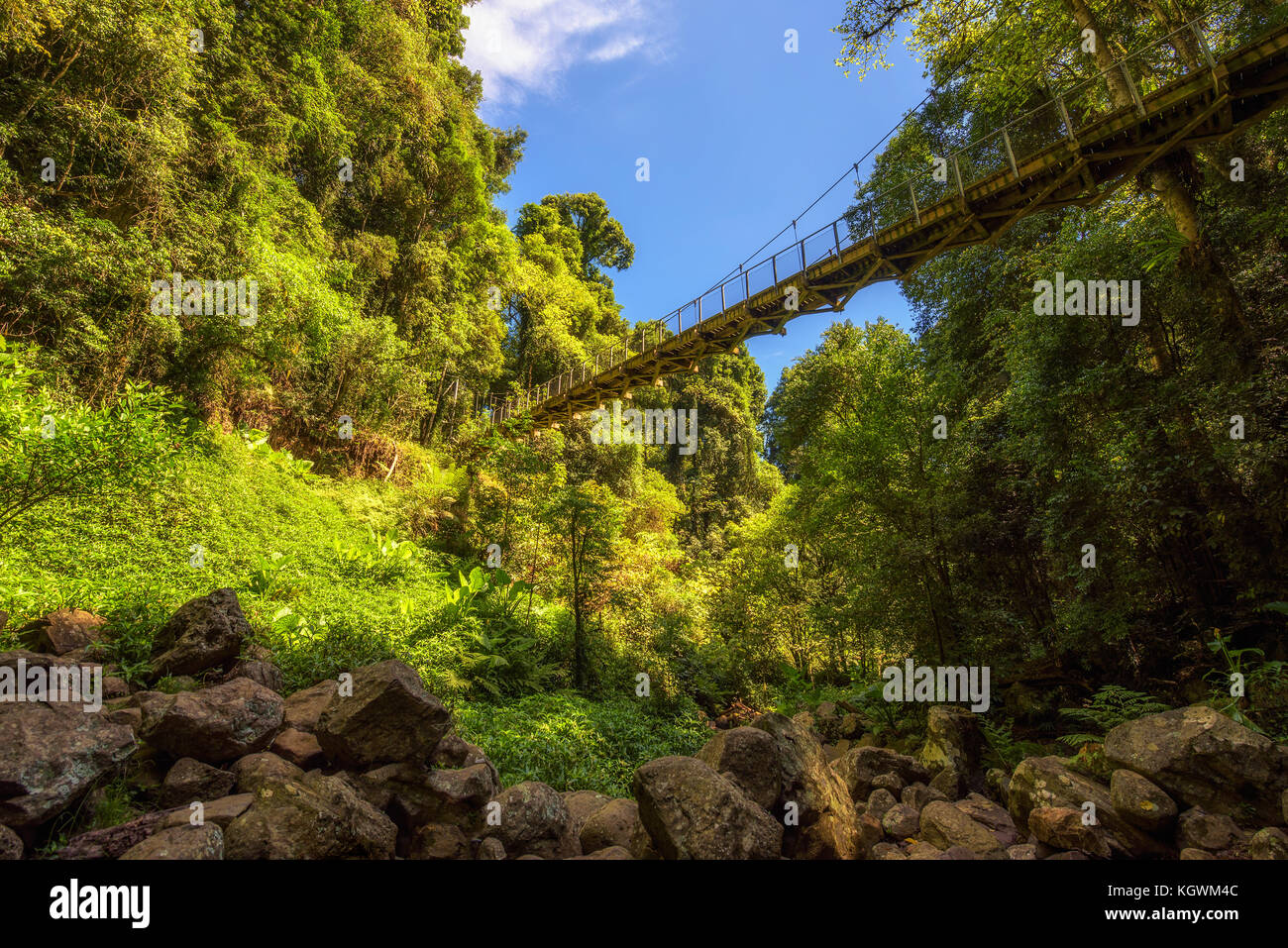 Footbridge in the Rainforest of Dorrigo National Park, Australia Stock Photo