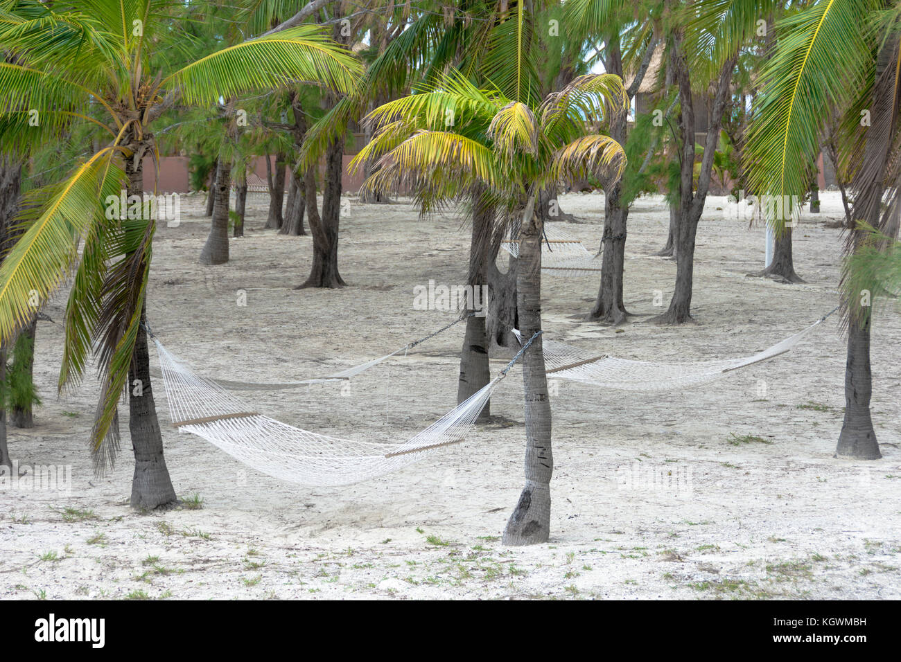 Hammocks tied to palm trees in the tropical paradise island of Coco Cay