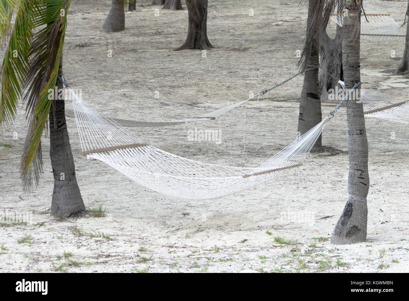 Hammocks tied to palm trees in the tropical paradise island of Coco Cay