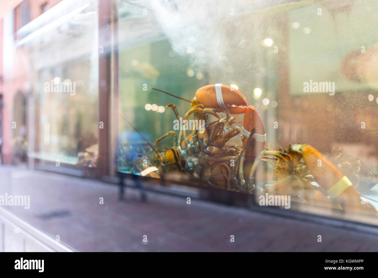 Lobster in a shop window, Bologna city life, Italy Stock Photo Alamy