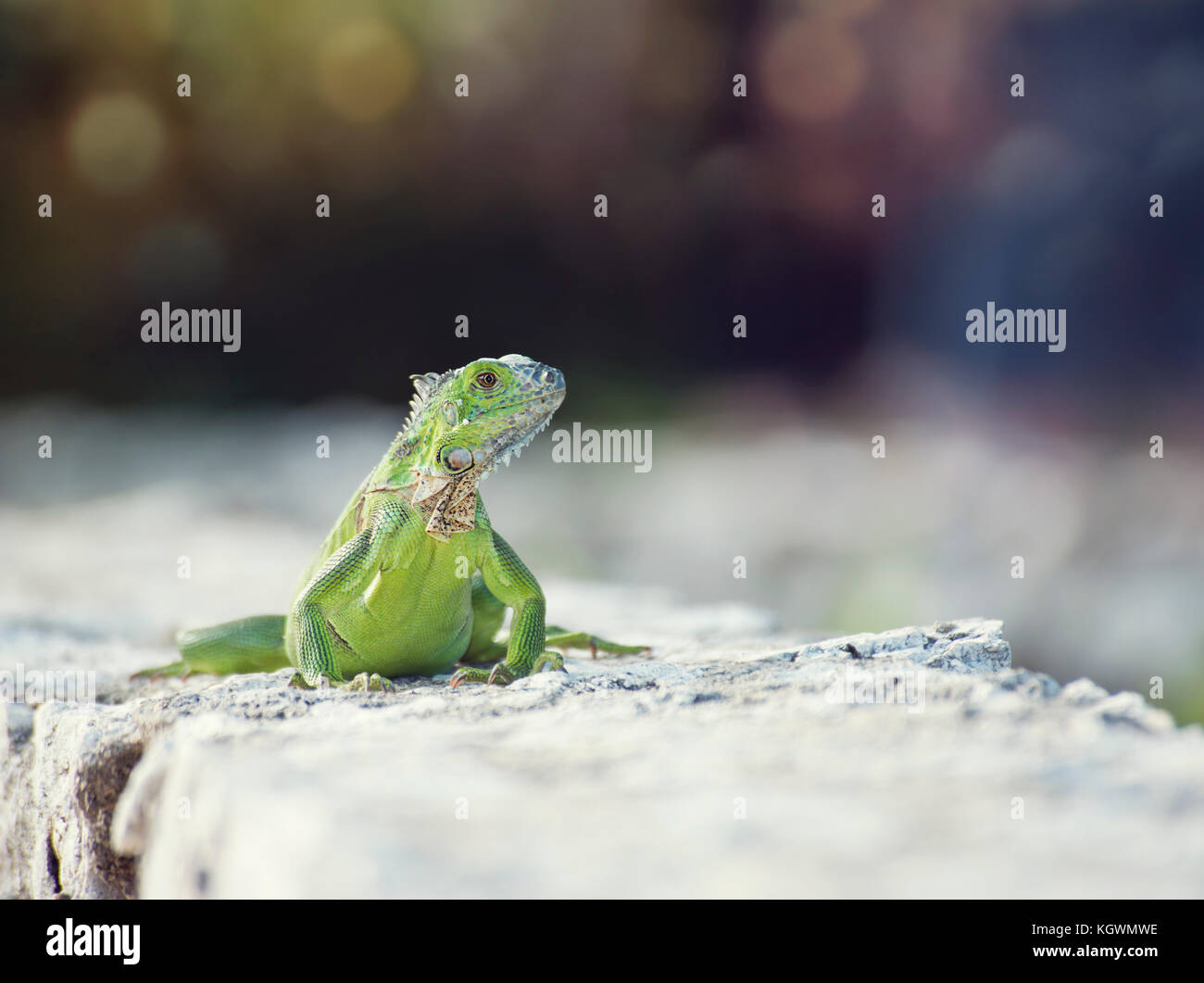 Green Iguana sunning on a stone wall Stock Photo