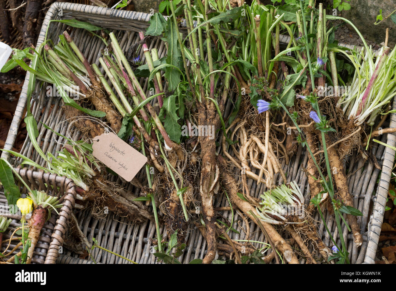 Wegwarte-Wurzel, Wegwarten-Wurzel, Wegwarte-Wurzeln, Wegwarten-Wurzeln, Wurzel, Wurzeln, Wurzeln von Wegwarte. Gemeine Wegwarte, Gewöhnliche Wegwarte, Stock Photo
