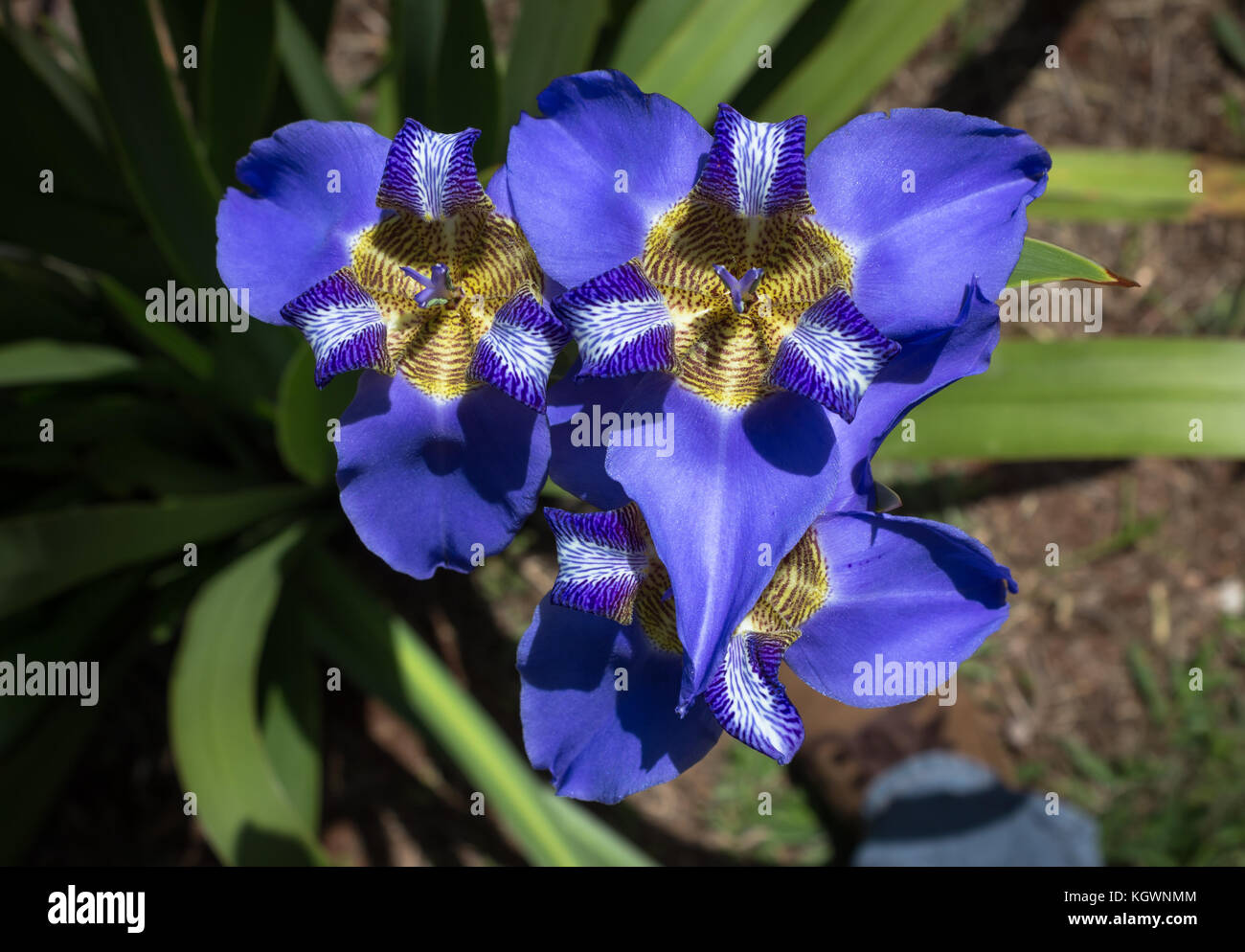 A beautiful flower on garden (Neomarica caerulea). Stock Photo