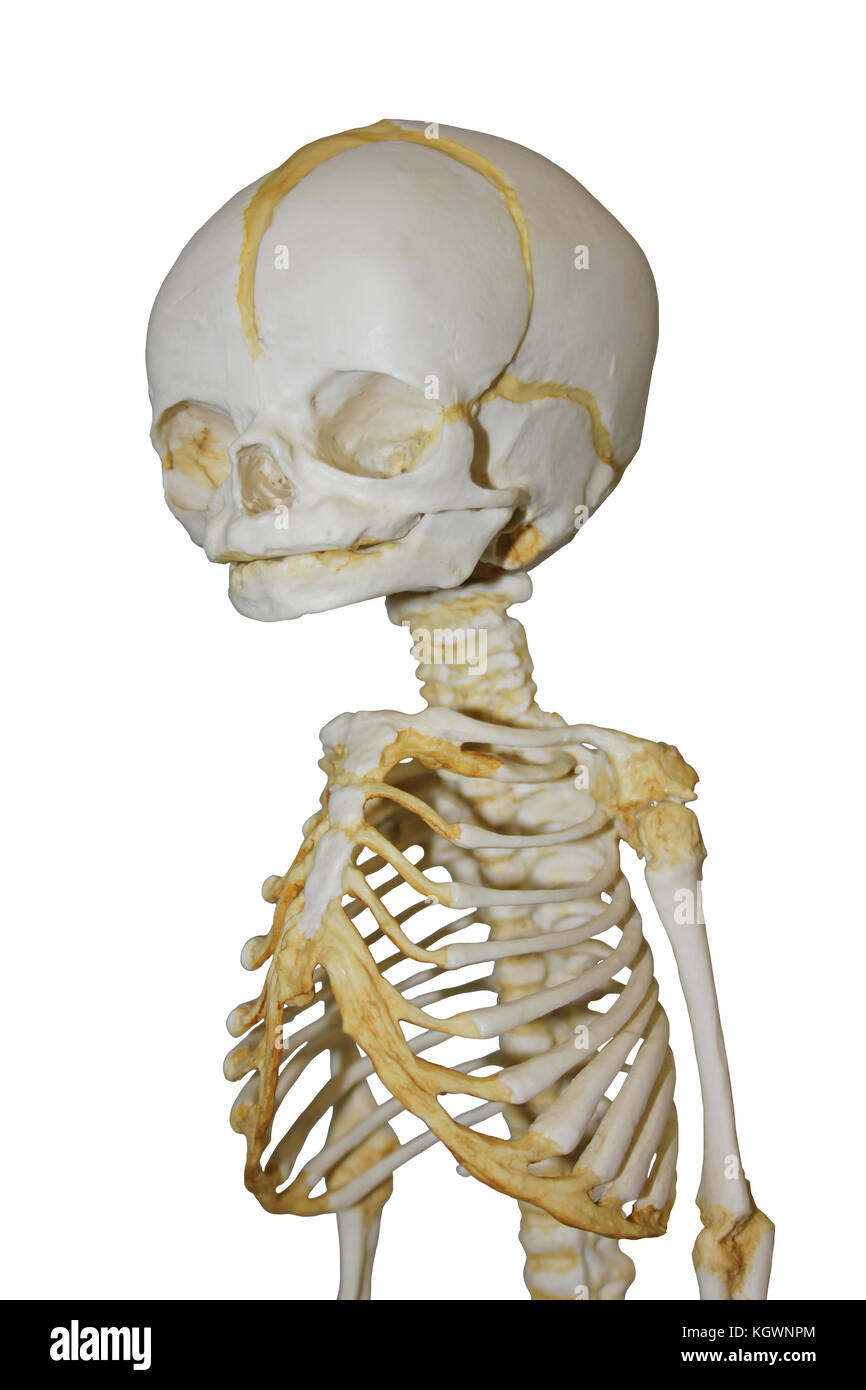 32 week old Human Fetal Skeleton Model Stock Photo