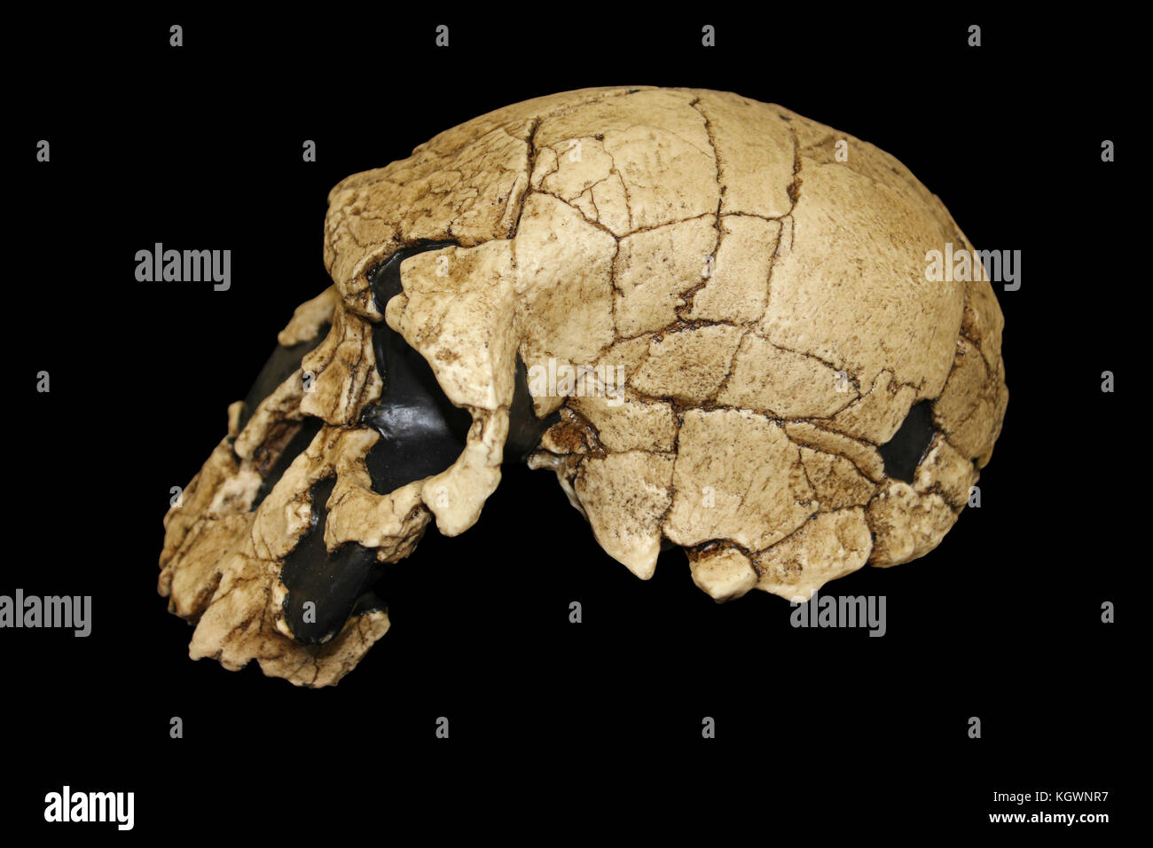 Homo rudolfensis Stock Photo