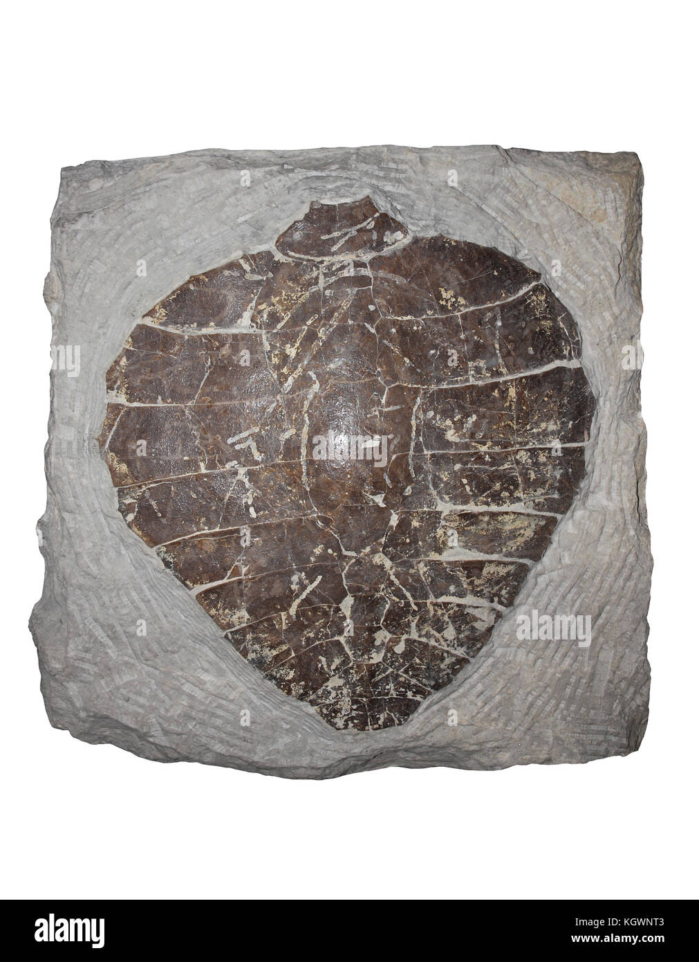 Fossilised Carapace of Turtle Pleurosternon sp. Jurassic, Dorset Stock Photo