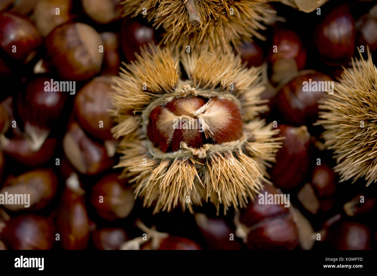 autumnal background chestnut in a shell Stock Photo - Alamy