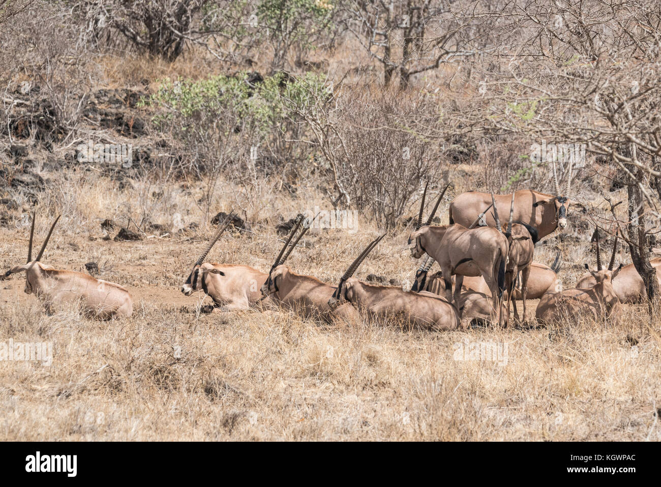 A herd of Common Eland (Taurotragus oryx) Stock Photo