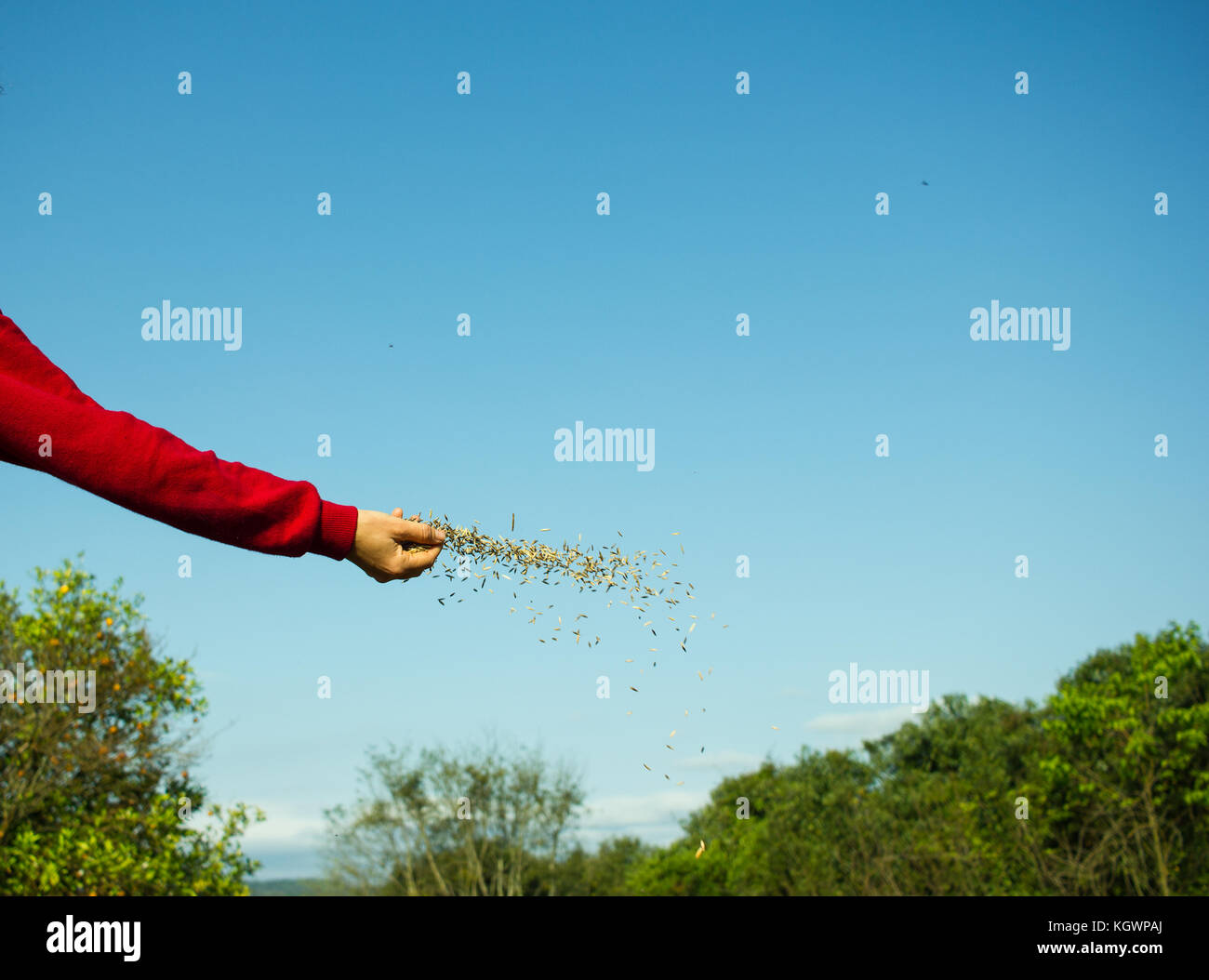 Woman Hand Spreading Oat Seeds on the Land Stock Photo Alamy