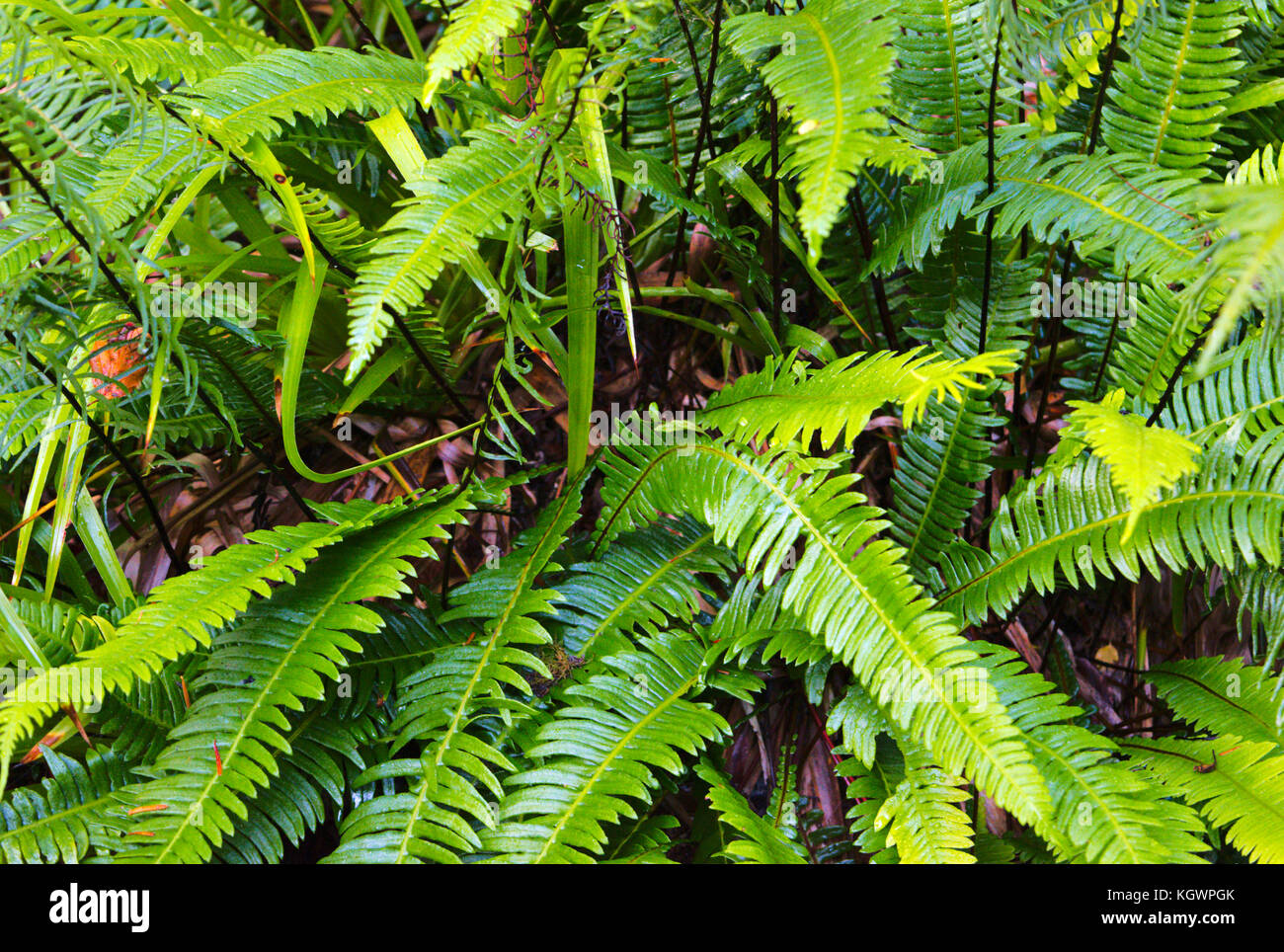 Red stem ferns hi-res stock photography and images - Alamy