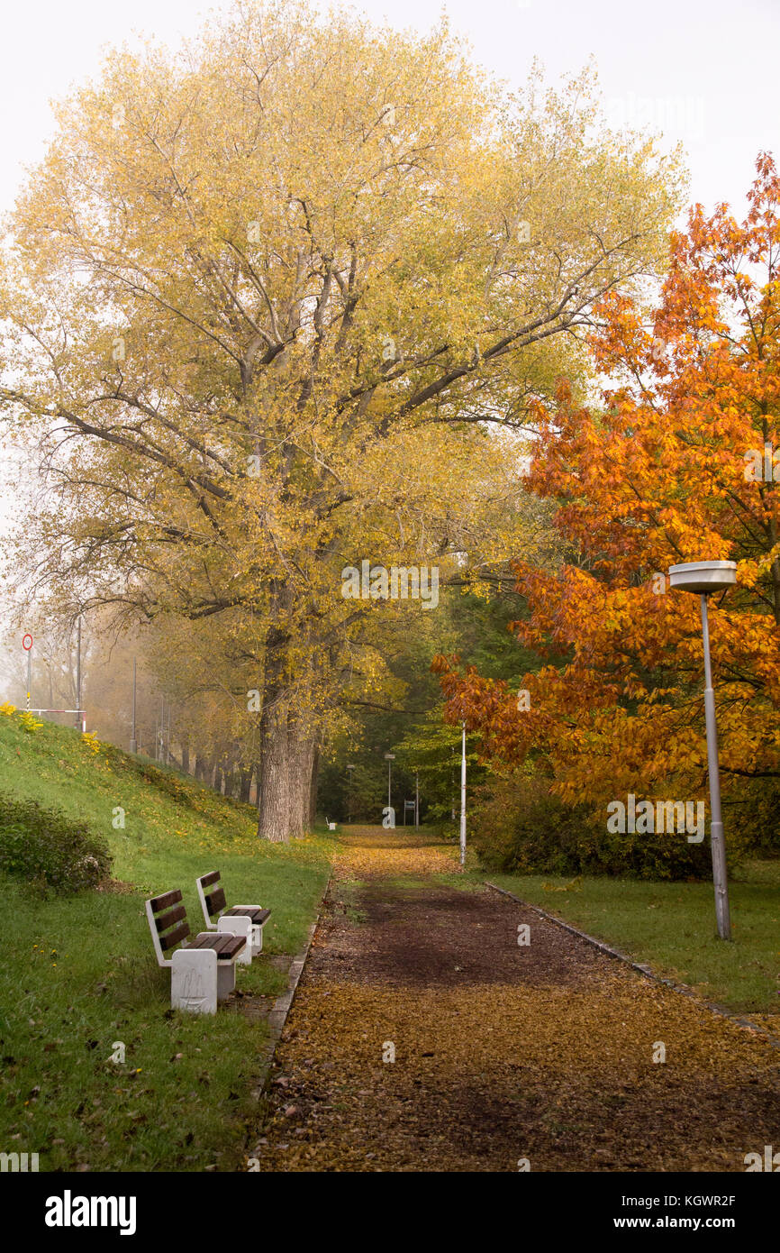 Empty Autumn Park alley.Colorful trees and leaves Stock Photo - Alamy