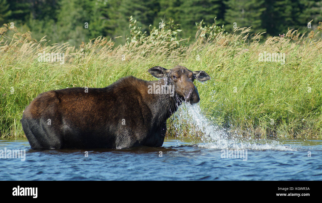 Allagash Wilderness Waterway Stock Photo Alamy