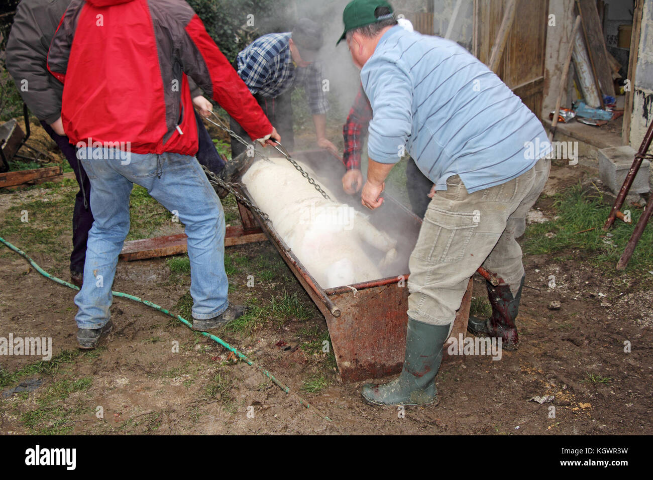 Traditional home made pig slaughtering in rural Stock Photo