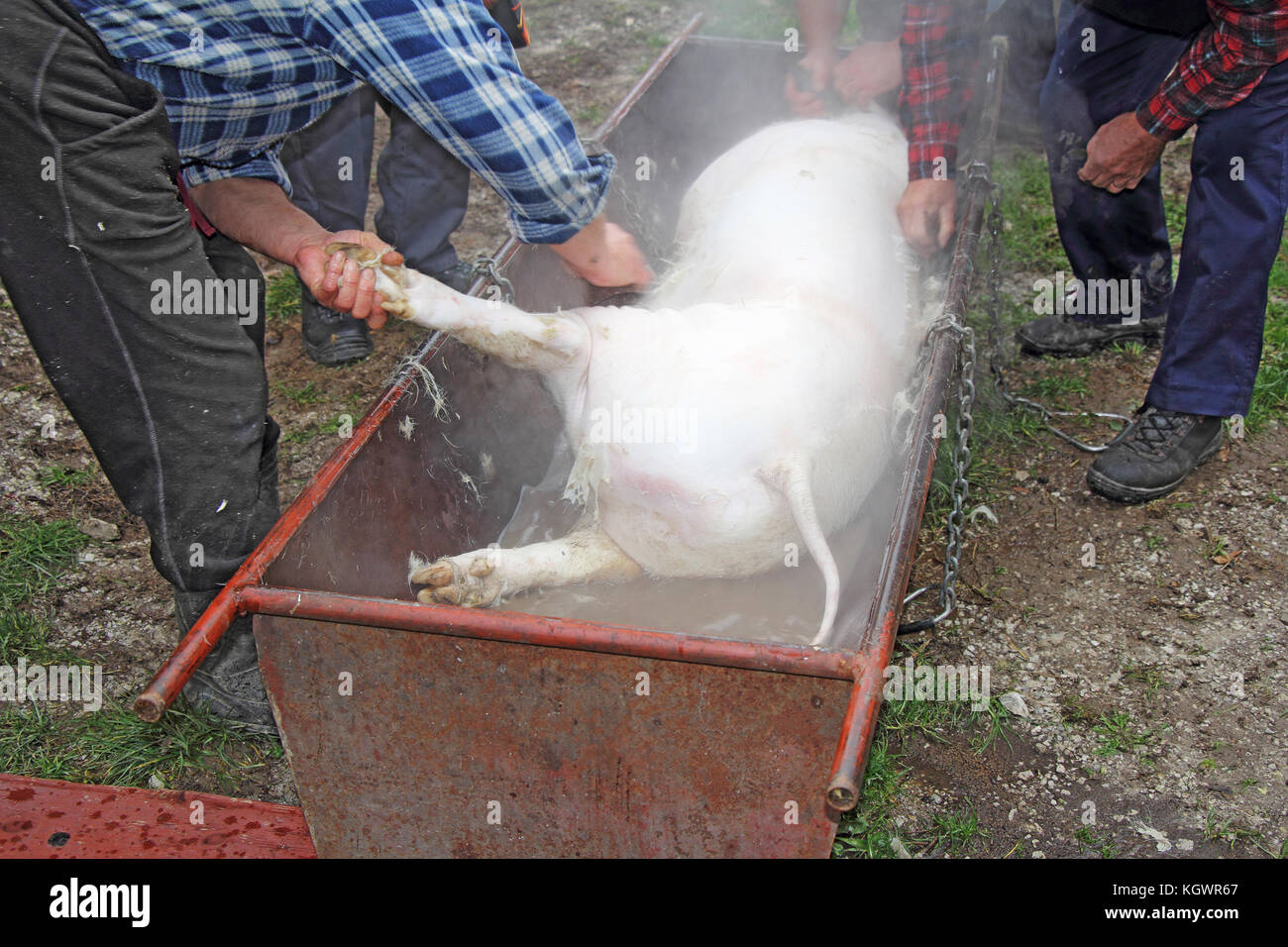 Traditional home made pig slaughtering in rural Stock Photo