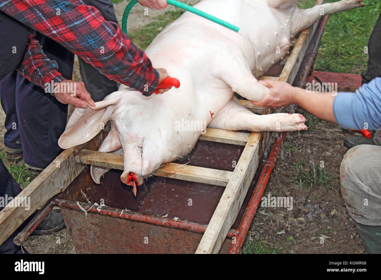 Traditional home made pig slaughtering in rural Stock Photo
