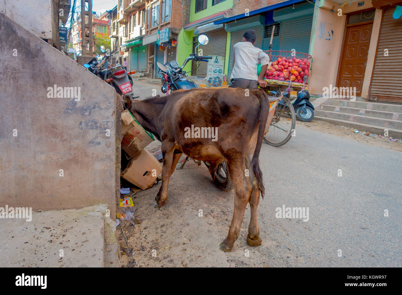 Kathmandu, Nepal October 25th, 2016 Cow looking for food inside of