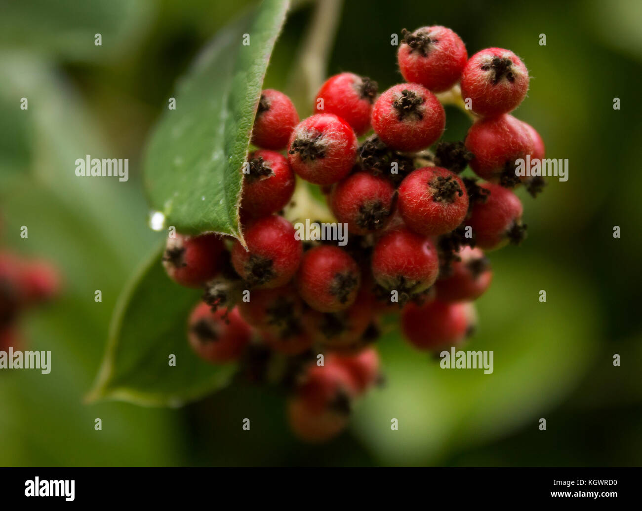 Acuminate Cotoneaster Red Berries, Green Leaves And Rain Drops Stock Photo