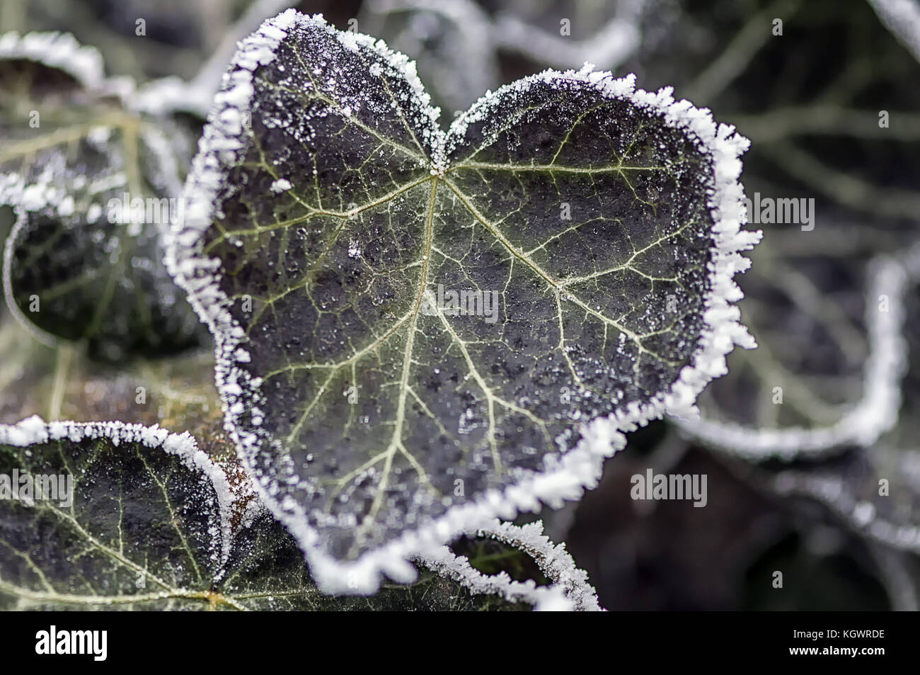 Frost on ivy leaves. Winter scene Stock Photo Alamy