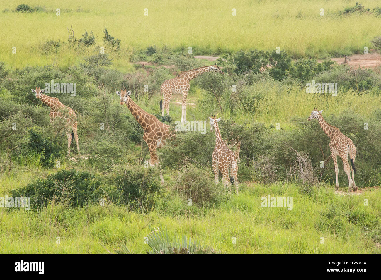 Group of Endangered Rothschild's giraffes feeding on trees in Murchison Falls National Park, Uganda. Stock Photo