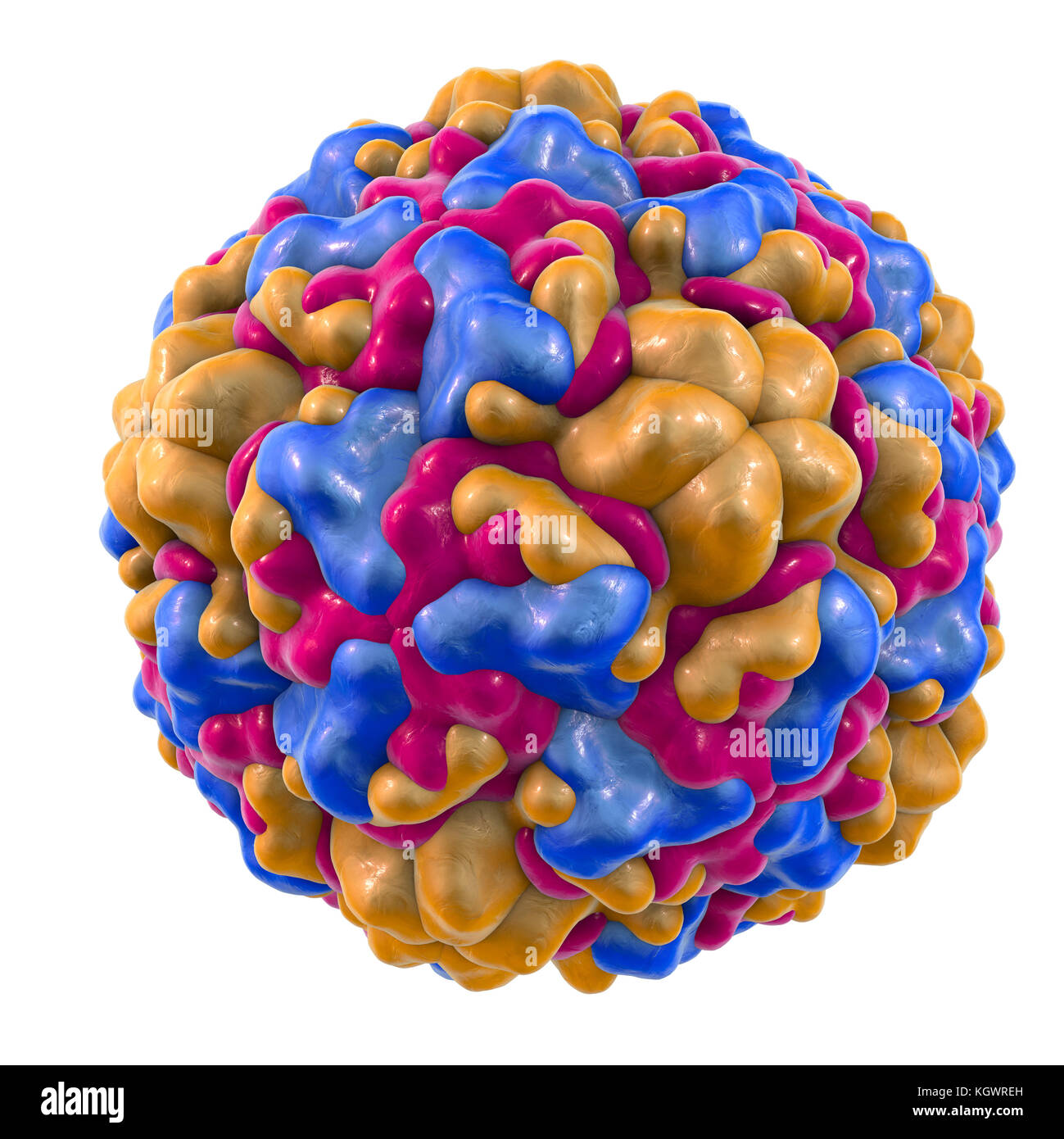 Rhinovirus, computer illustration. The rhinovirus infects the upper respiratory tract and is the cause of the common cold. It is spread by coughs and sneezes. Stock Photo