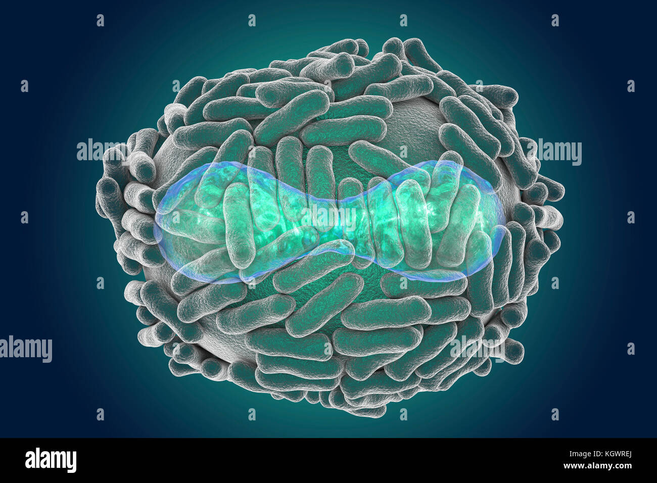 Smallpox cell hi-res stock photography and images - Alamy