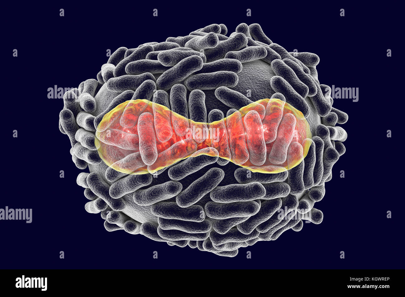Smallpox virus. Illustration of a smallpox (variola) virus. A membrane  (transparent) derived from its host cell covers the virus particle. Inside  this lies the core (red), which contains the particle's DNA  (deoxyribonucleic