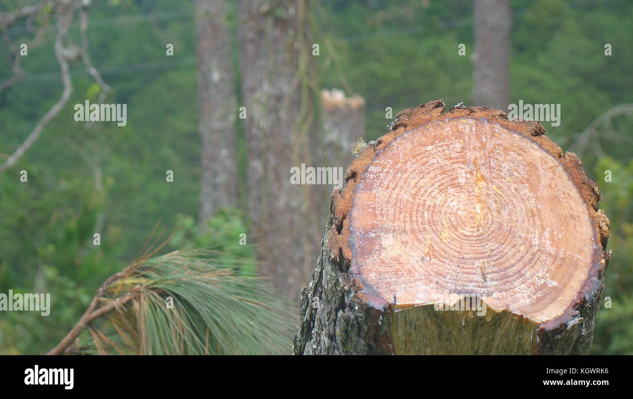 Deforestation in a forest in Honduras Stock Photo