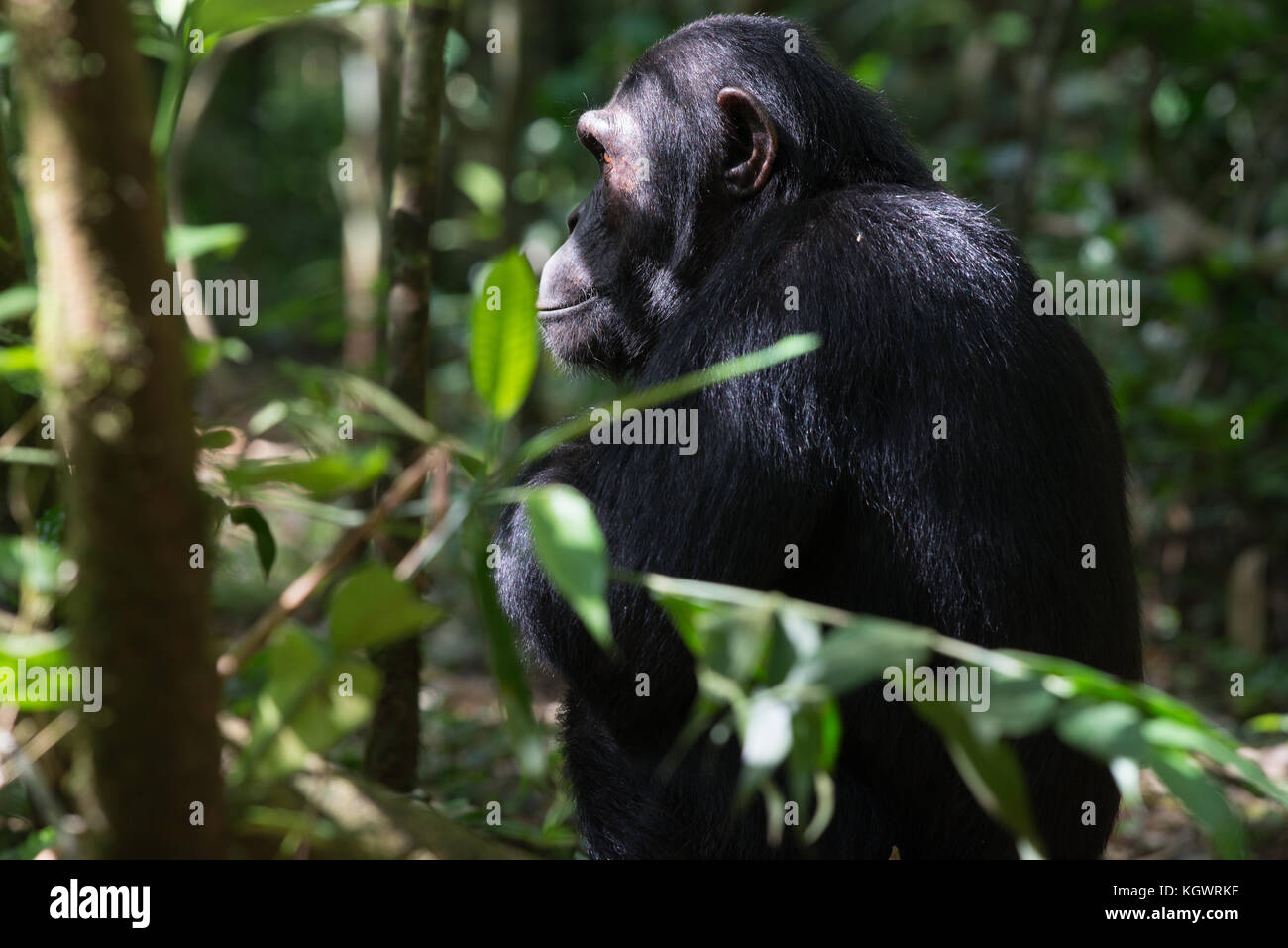 Adult chimpanzee in Kibale Forest, Uganda. Stock Photo